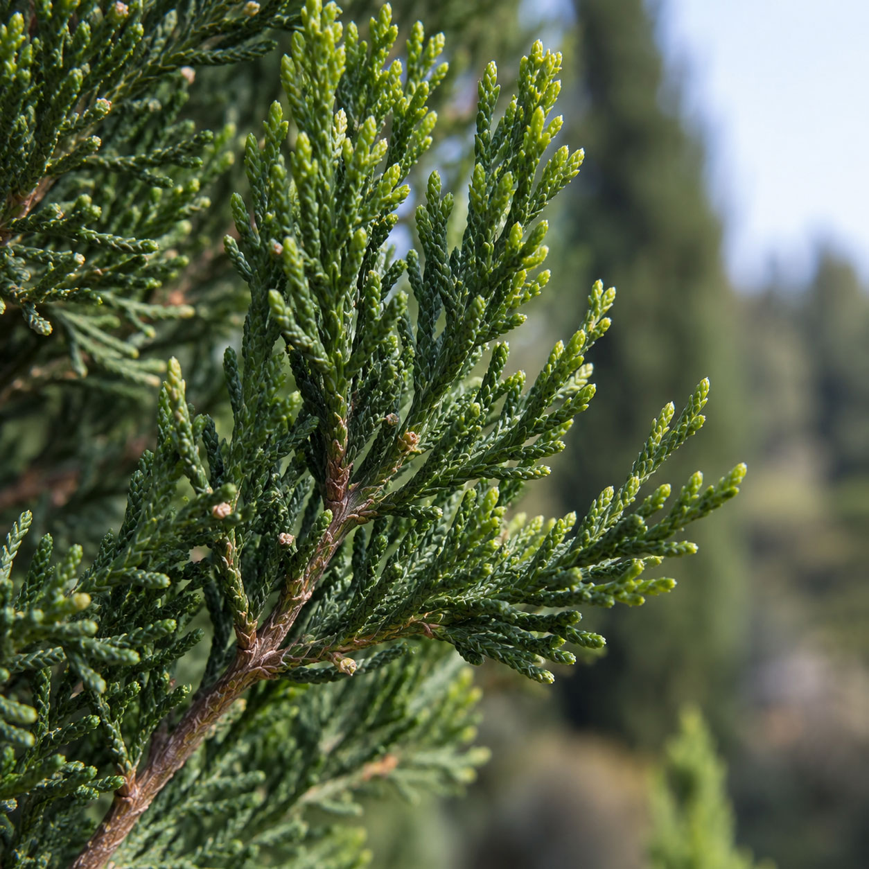 سرو شیرازی (Cupressus sempervirens) فرم ستونی